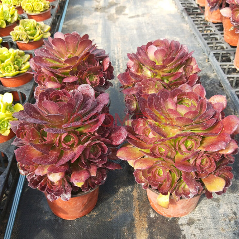 八尺镜法师老桩捧花八尺镜多头大型多肉实拍照新手好养法师多肉 荷兰