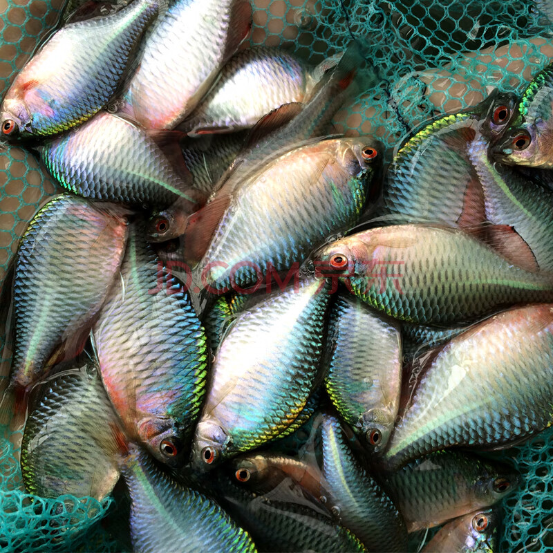 天弗鰟鮍魚觀賞魚活體熱帶水族寵物中國原生魚小型淡水冷水魚七彩旁皮