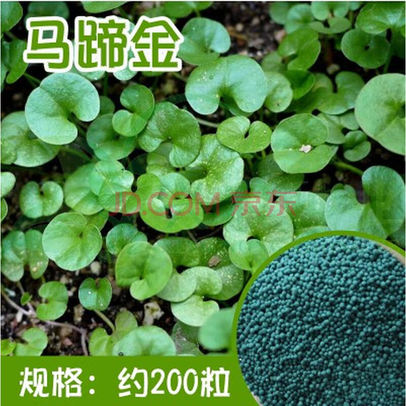 种子 波斯菊格桑花石竹满天星三叶草鸡冠花含羞草翠菊油菜花籽 马蹄金