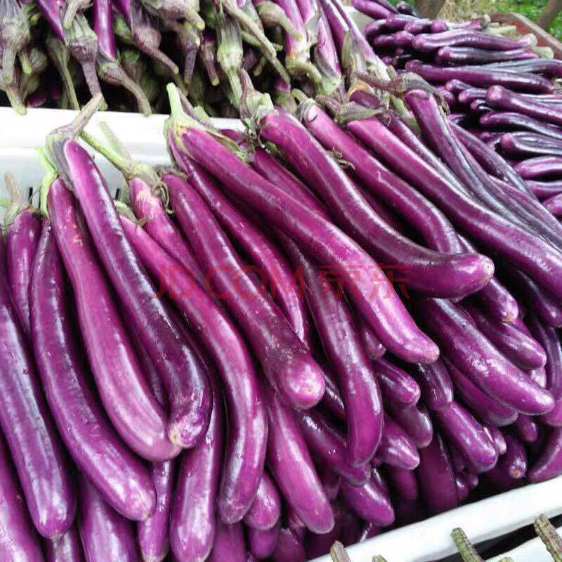 长茄子软糯细茄子线茄当季蔬菜茄子新鲜糯米茄子露天种植长茄 三斤细