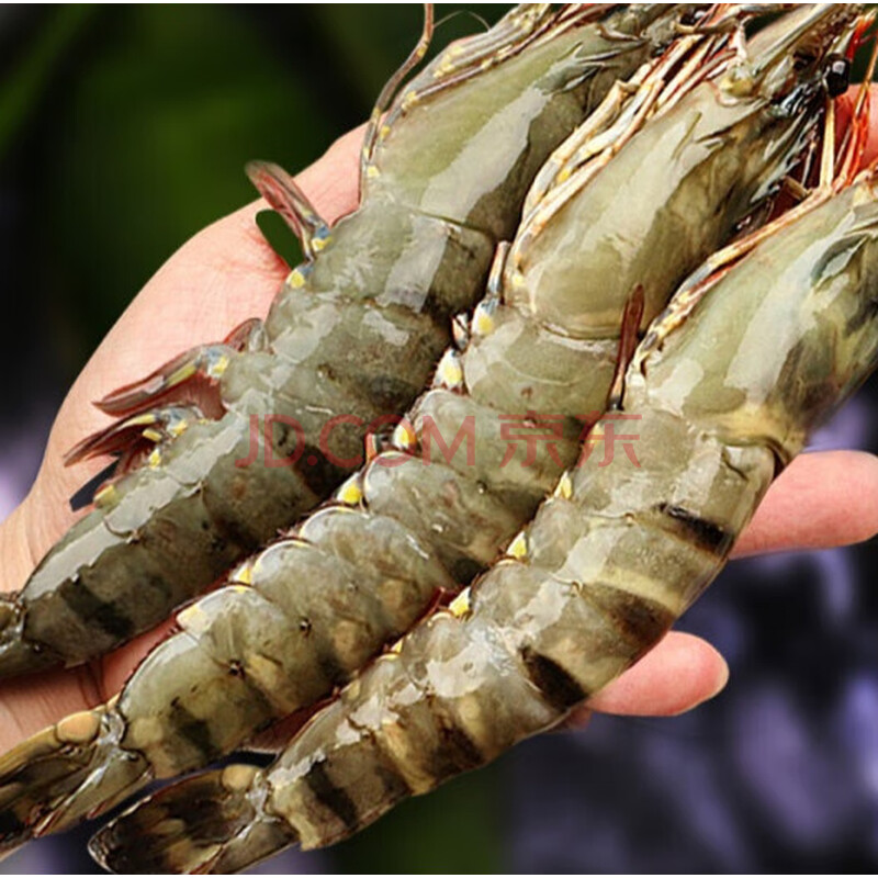 海鲜水产 虾类 宝然 黑虎虾超大新鲜大虾老虎虾鲜活虎虾基围虾特大斑