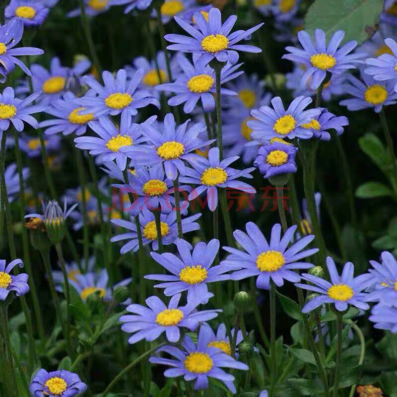 姬小菊带花苞玛格丽特花苗四季花卉阳台植物爆盆开花 玛格丽特(蓝色)