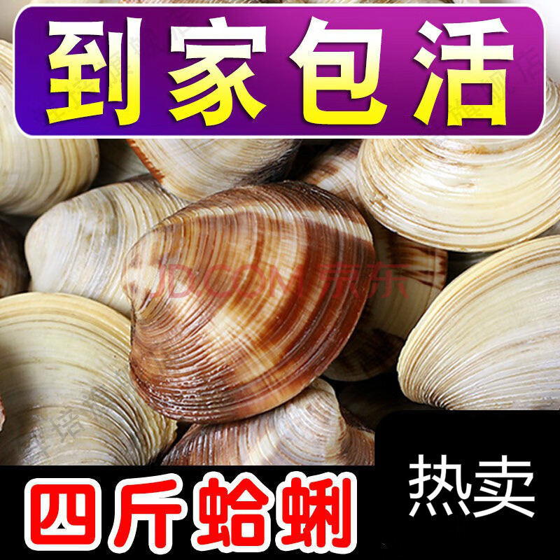 大蛤蜊鲜活大美贝超大花蚬子新鲜文贝花蛤文蛤海捕贝类海鲜花甲 四斤