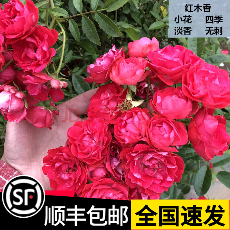 薔薇花苗爬藤月季花苗特大玫瑰植物花卉盆栽庭院別墅爬牆四季開花