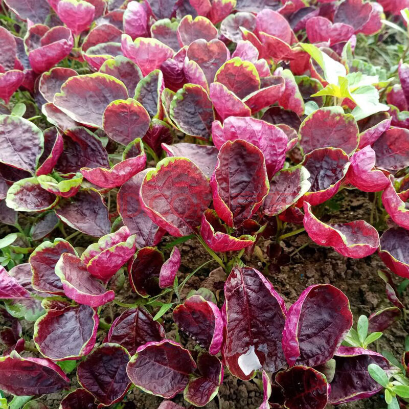 苋菜新鲜红苋菜 红米苋 农家野菜 鲜嫩 时令蔬菜 2斤生鲜 1000g