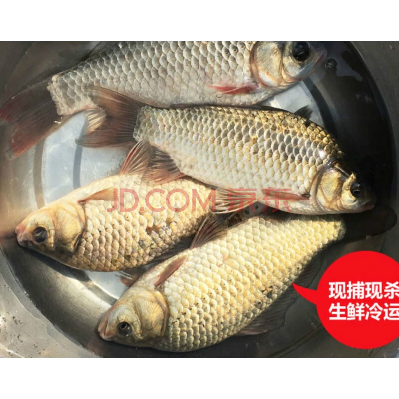 鯽魚活魚現殺活魚餐燉湯鯉魚 一斤鯽魚(4--6條一斤)【圖片 價格 品牌