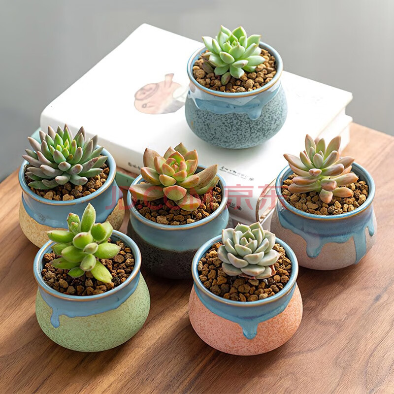 金之春 多肉植物肉肉花盆套装组合盆栽办公室绿植花卉室内肉肉植物含