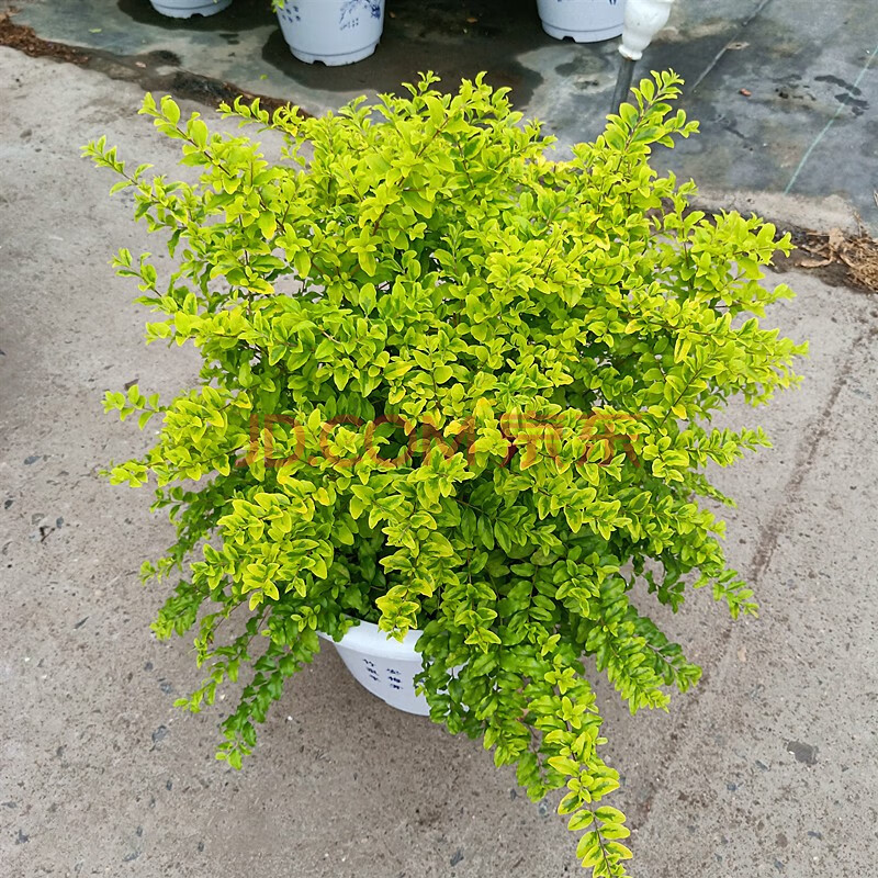 致荟树 金叶女贞耐寒植物程树苗木观叶常绿南北方种植小区园林绿化