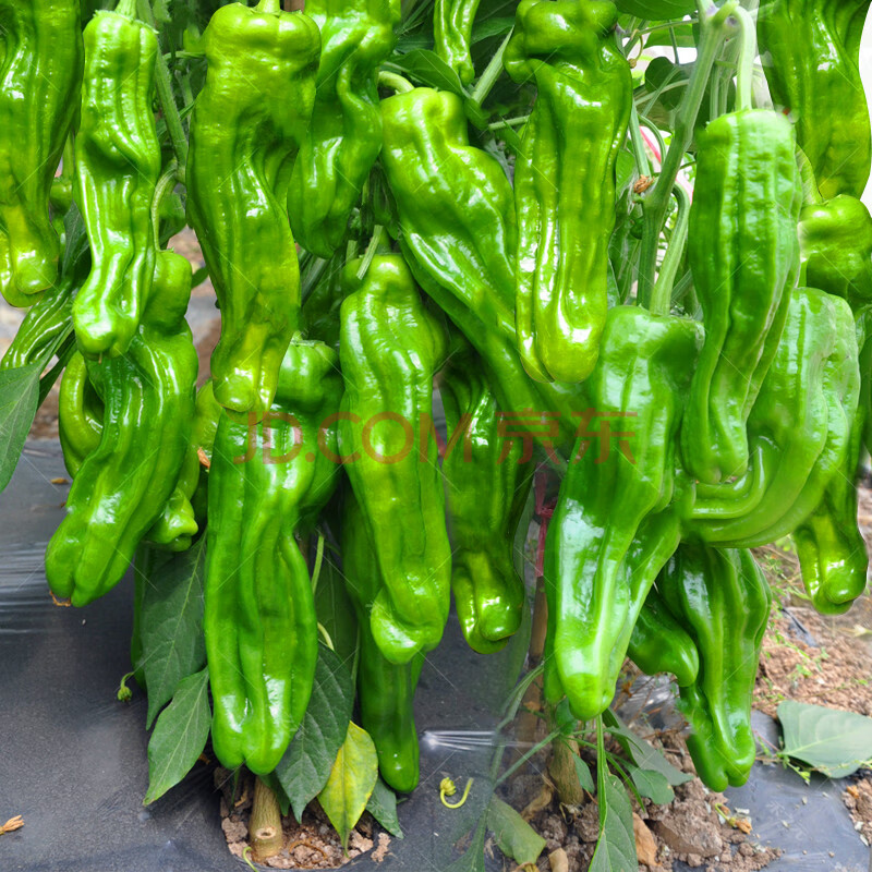 薄皮泡椒种子早熟长灯笼泡椒种籽欧兰德椒虎皮皱皮微辣辣椒孑高产