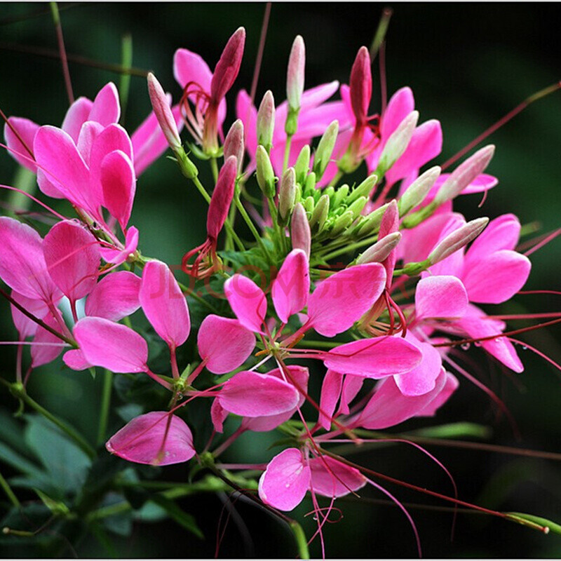 醉蝶花种子粉色 观赏花卉庭院种植花种子花籽阳台盆栽 醉蝶花50克