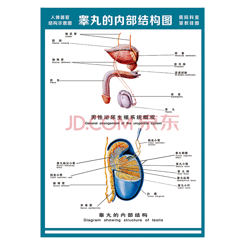 wsa51-09 男性泌尿生殖系统概观图 80*60厘米 覆膜防水pp贴纸