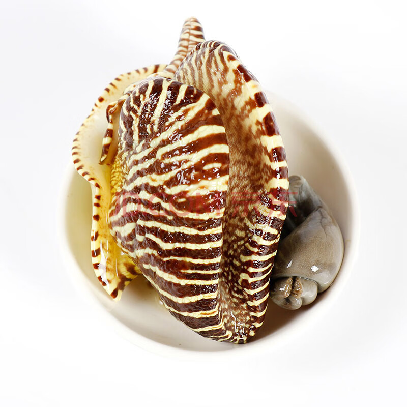 海鲜颂 活冻 黄螺肉 大黄螺 椰子螺 500g(2-3个) 去壳 海捕 新鲜响螺