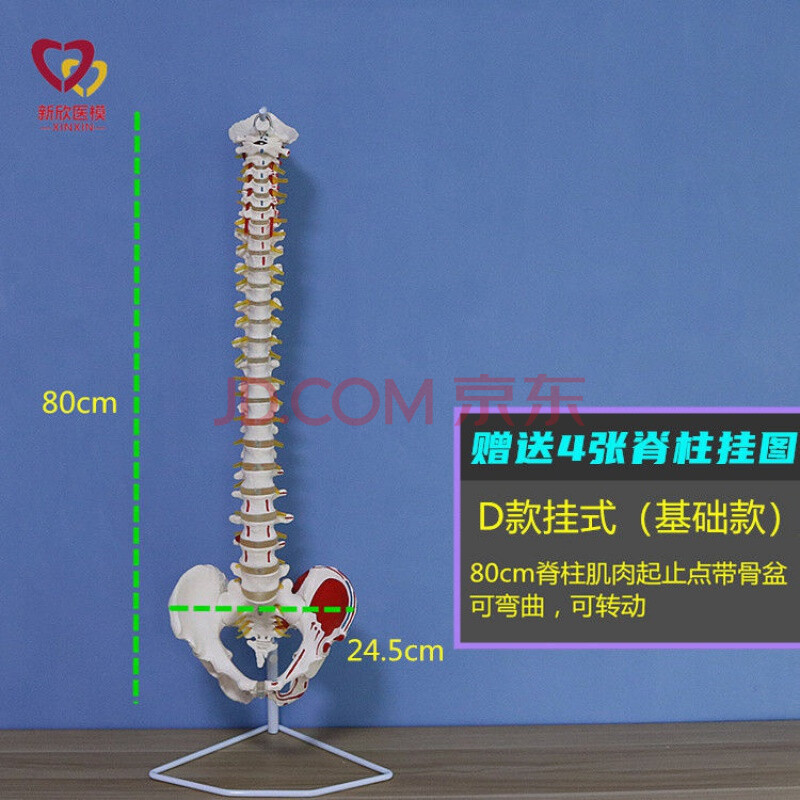 人体脊柱模型神经脊椎正骨骨骼教学骨架仿真可拆卸小白 d款80cm挂式