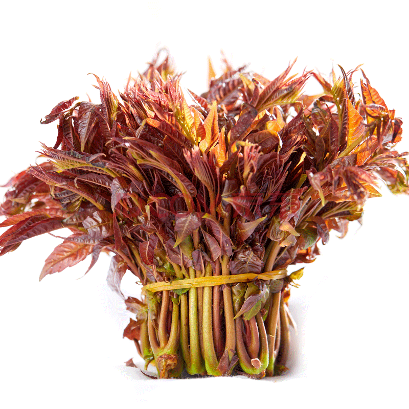 香椿芽新鲜头茬春芽菜 2斤装 香春菜香椿芽野菜 红油香椿芽头