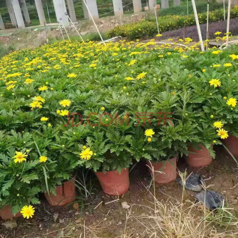 爆盆黃金菊花苗多年生四季金黃色木茼蒿室外庭院耐寒好養花卉綠植盆栽