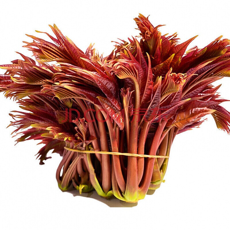 头茬现摘新鲜红香椿芽露天红香椿蔬菜大竹 2斤