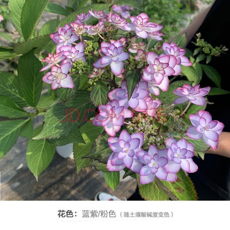 八仙花绣球花苗盆栽花卉观花植物庭院阳台花卉室内花四季开花 女儿节