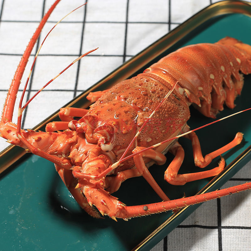 东山岛海鲜小青龙虾活冻新鲜鲜活大花龙深海 3只/10