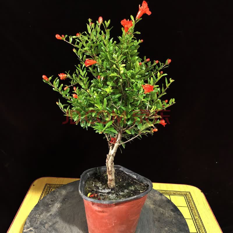 石榴盆景室内阳台观赏盆栽石榴花盆栽盆景果树苗室内四季开花带果植物