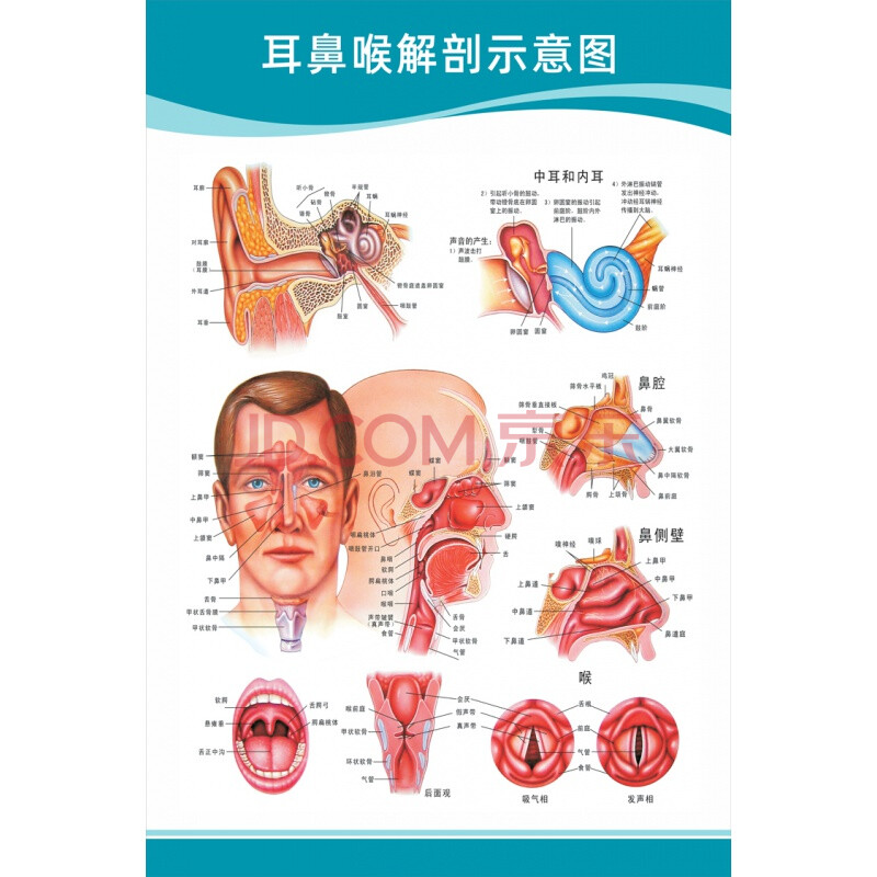 耳鼻喉解剖示意圖 【48寸:80x120釐米】 pp膠(背面帶