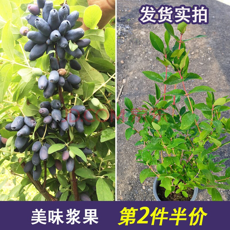 逸棵 可食用果樹苗 藍靛果苗漿果植物 藍果水果苗 多年生陽臺庭院盆栽