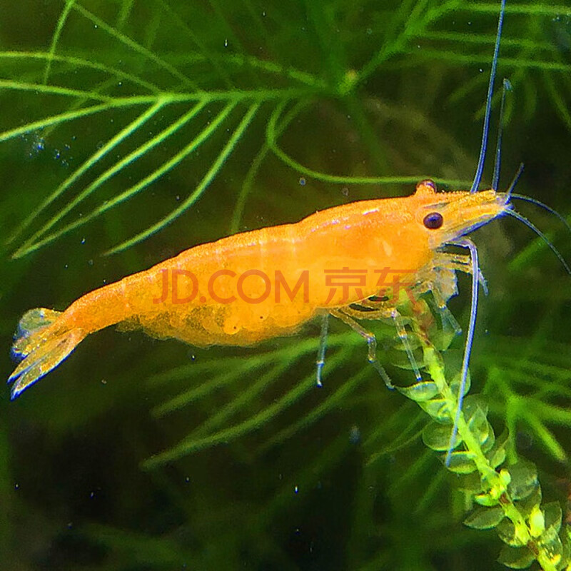 kjhgf香吉士虾宠物观赏虾活体黄米水晶极火虾草缸虾黑壳虾除藻虾樱花