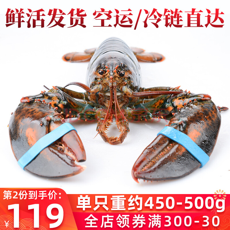 海皇湾 鲜活波士顿龙虾海捕大龙虾海鲜水产美国大龙虾450-500g顺丰