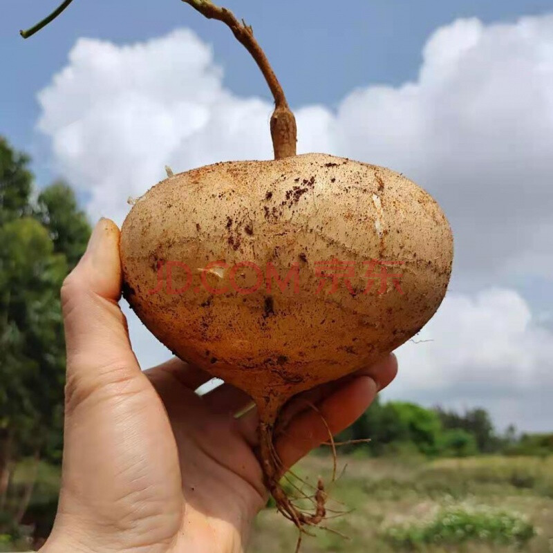 广西新鲜凉薯白地瓜5斤农家山地沙葛1/3/5斤番薯白土瓜豆薯 大果 5斤