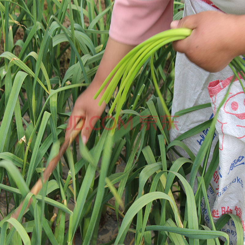 2021年新鲜蒜苔农家自种青蒜苗当季蔬菜蒜薹蒜毫本地批发5斤/2斤【4月