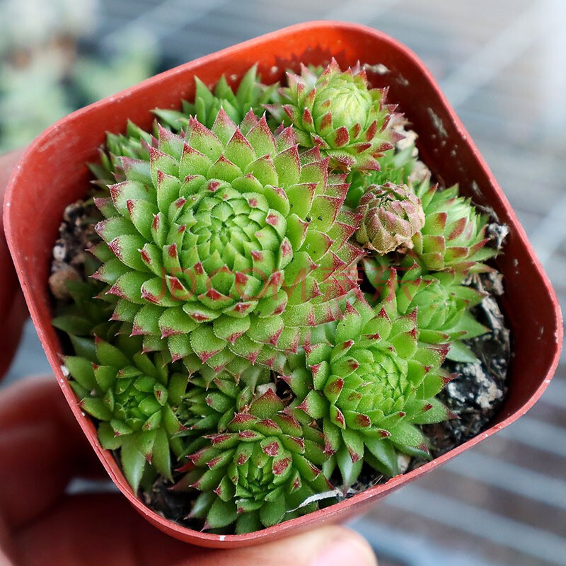 长生草多肉植物盆栽观音莲易养耐寒花卉蓝冰柔情橘子球星光凌娟 复活