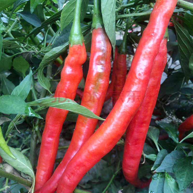 新鲜红二荆条辣椒新鲜四川红辣椒农家自种辣椒 5斤