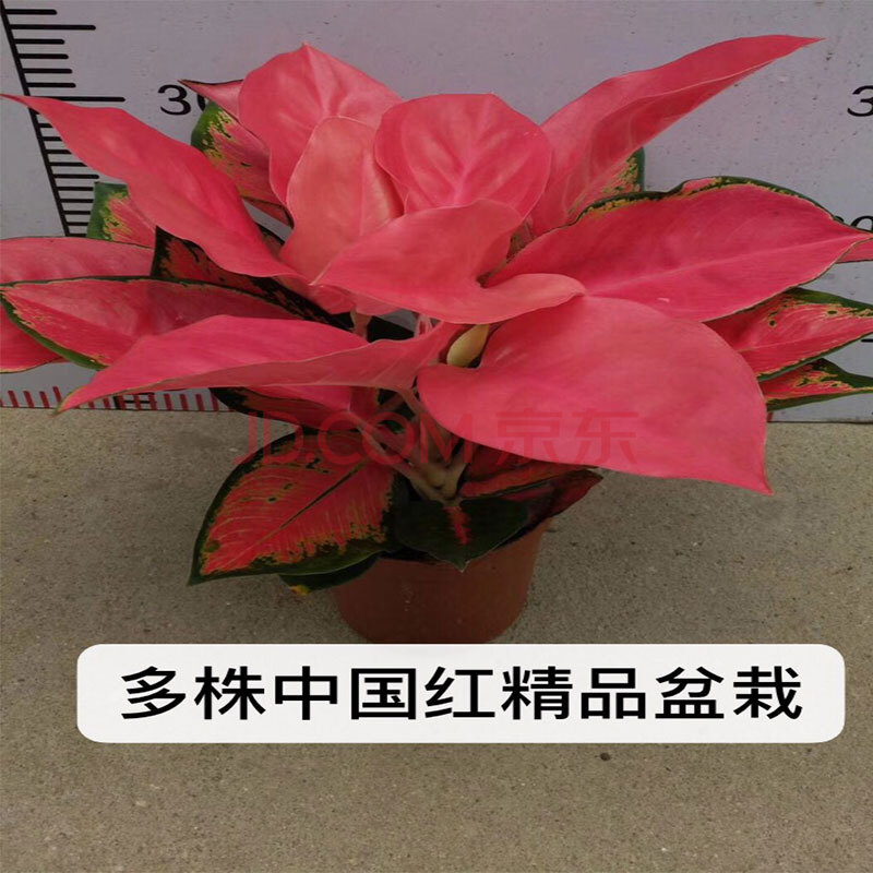 吉利中国红盆栽室内如意皇后花水培植物吉祥如意万年红万年青系列四季