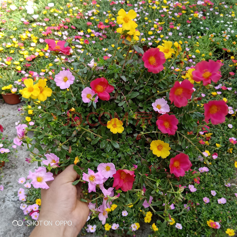 重瓣太陽花苗松葉牡丹帶根四季開花重瓣太陽花盆栽單瓣混色陽臺庭院