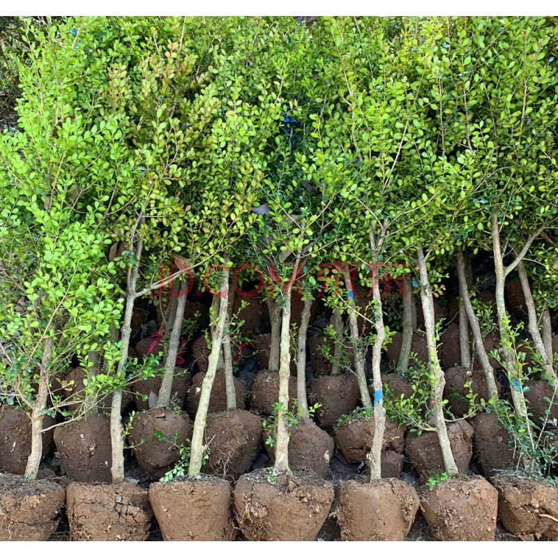 小叶黄杨树苗独杆黄杨苗 盆栽瓜子黄杨苗 高杆黄杨盆景树桩素材苗