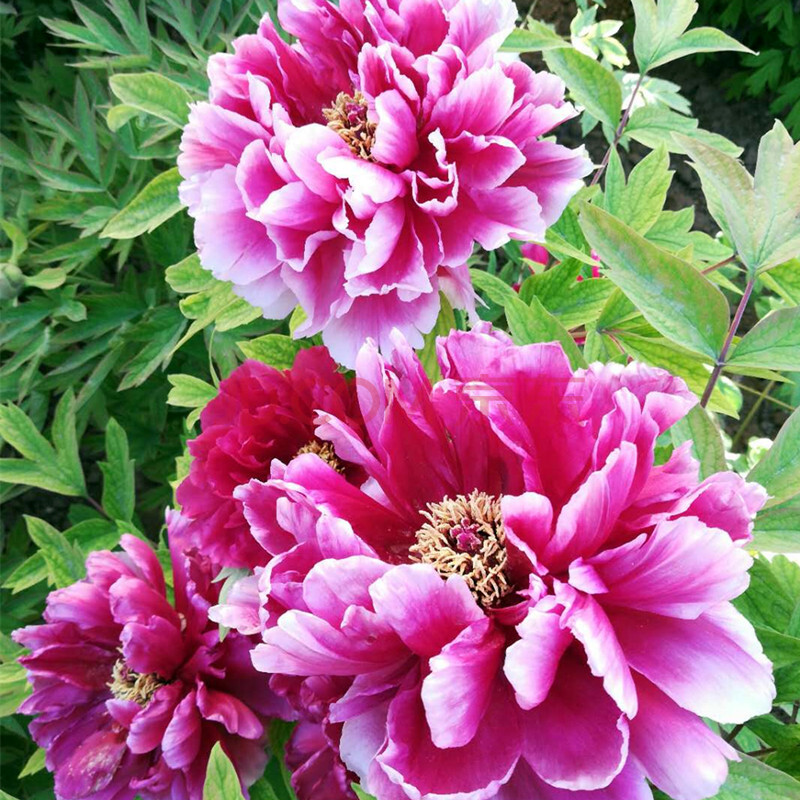 牡丹花苗观赏花卉鲜花阳台室内庭院盆栽地栽牡丹花树苗大苗 银红娇艳