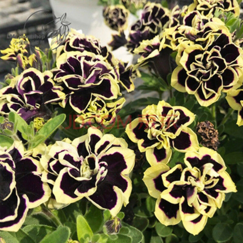 花苗重瓣四季垂吊星空开花不断室内外种植花卉 初石 矮牵牛-黑珍珠