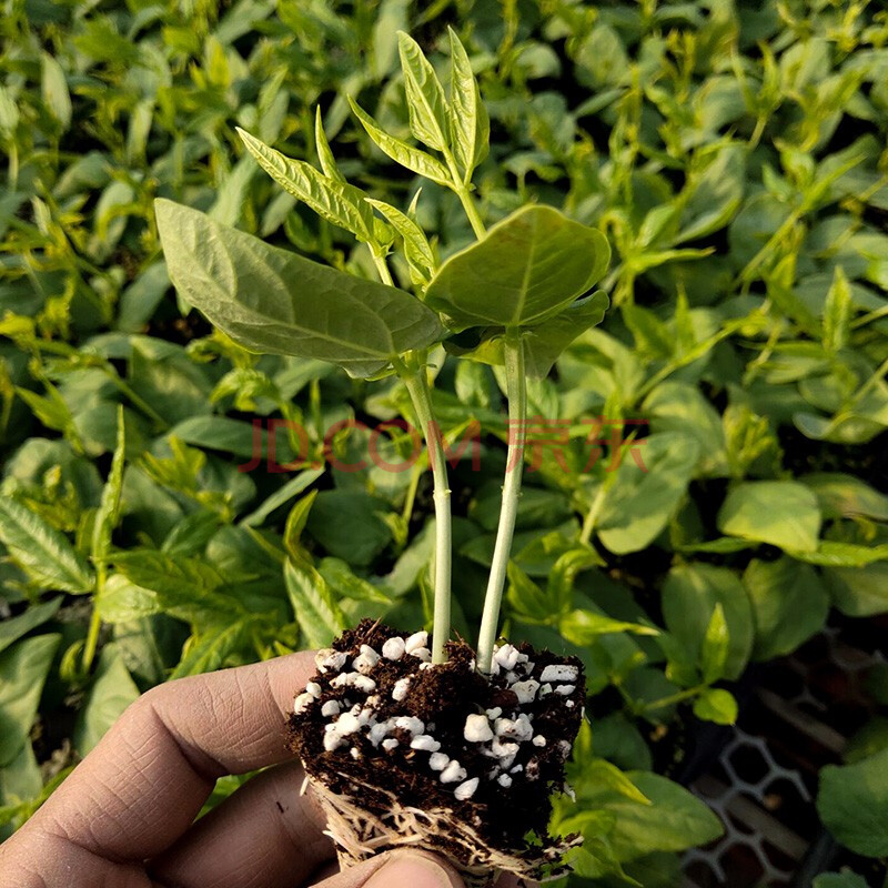 寿禾 豇豆种子豆角种籽缸豆四季豆架豆搭架江豆种家庭庭院农业种植绿