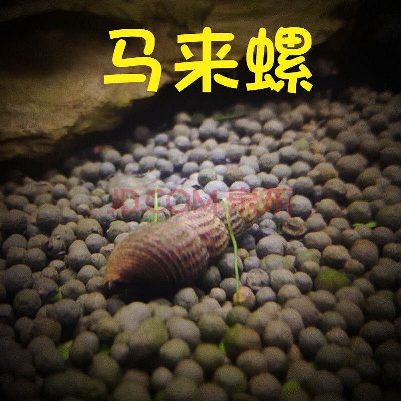 噢水噢苹果螺马来螺鱼缸草缸工具清洁除藻观赏螺水族淡水宠物蜗牛活体