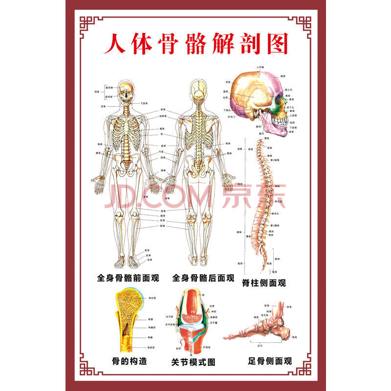 人體肌肉解剖圖掛圖人體內臟結構圖全身器官分佈穴位圖人體骨骼圖 z