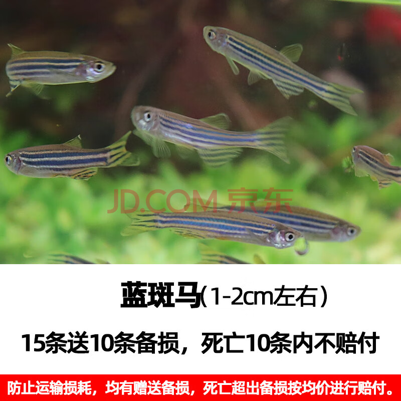 天弗斑馬魚活體熱帶觀賞魚小型淡水好養小魚草缸金魚苗紅綠燈科孔雀魚