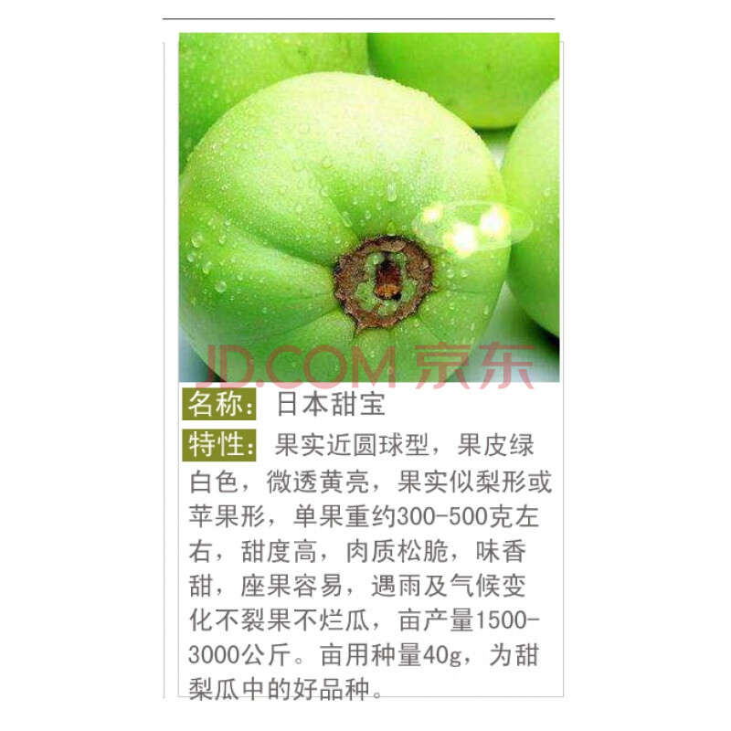 羊角蜜甜瓜种子超甜高产甜早熟四季播薄皮香瓜甜宝水果籽春季 【特级