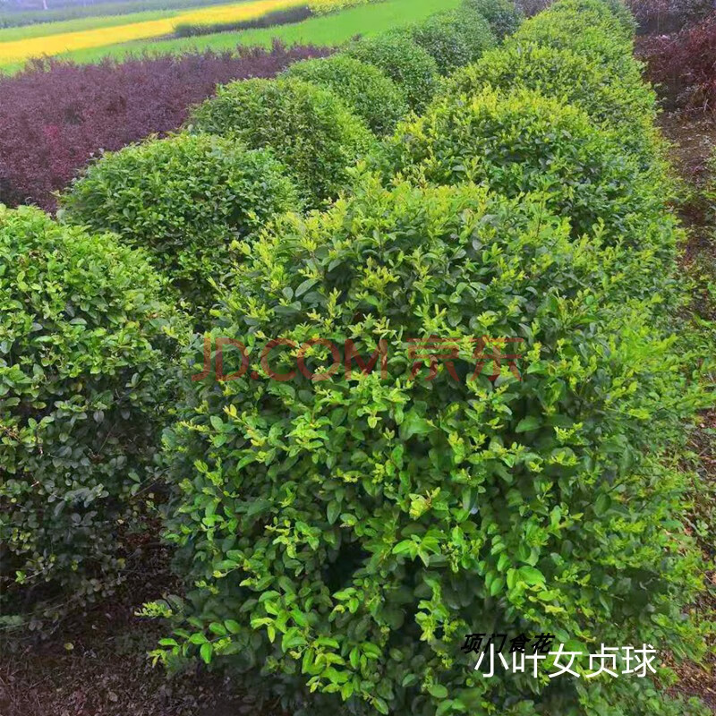 北方常用绿化灌木(北方常用园林绿化植物)