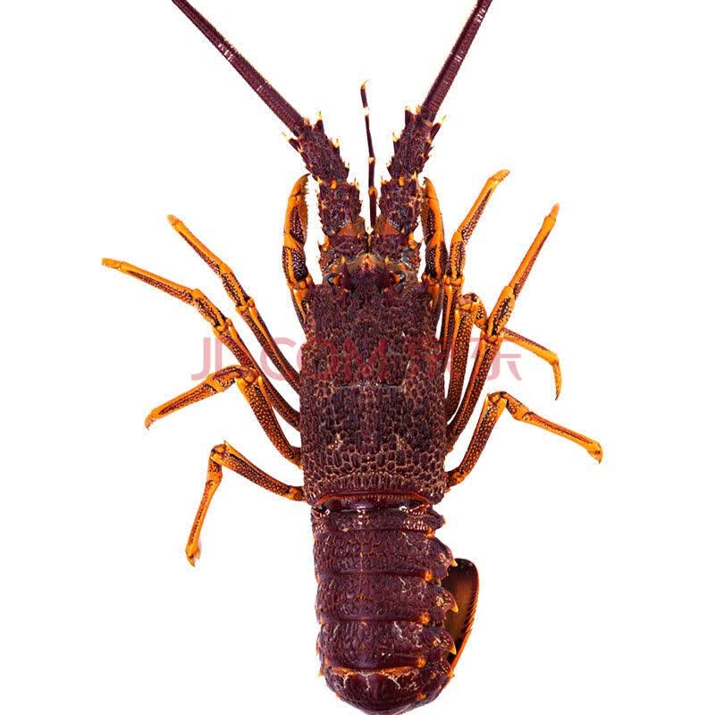 【活鲜】味库 鲜活大龙虾新西兰纽龙1900-2000g/只*1 海鲜水产