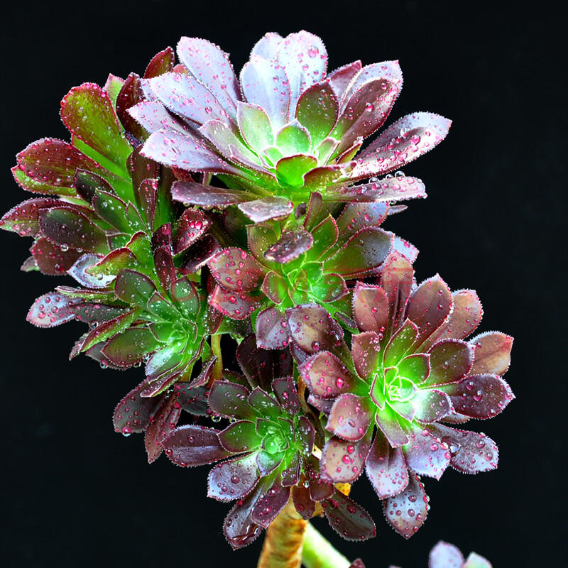 多肉植物老桩法师老桩法师花盆法师 多肉 植物 绿箭法师大桩20-30cm