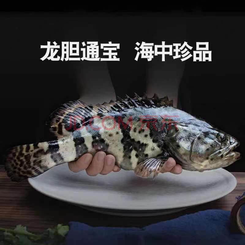 鮮源瀾灣 石斑魚海捕龍紋斑老虎斑龍膽石斑魚東產地直髮生鮮魚類海鮮