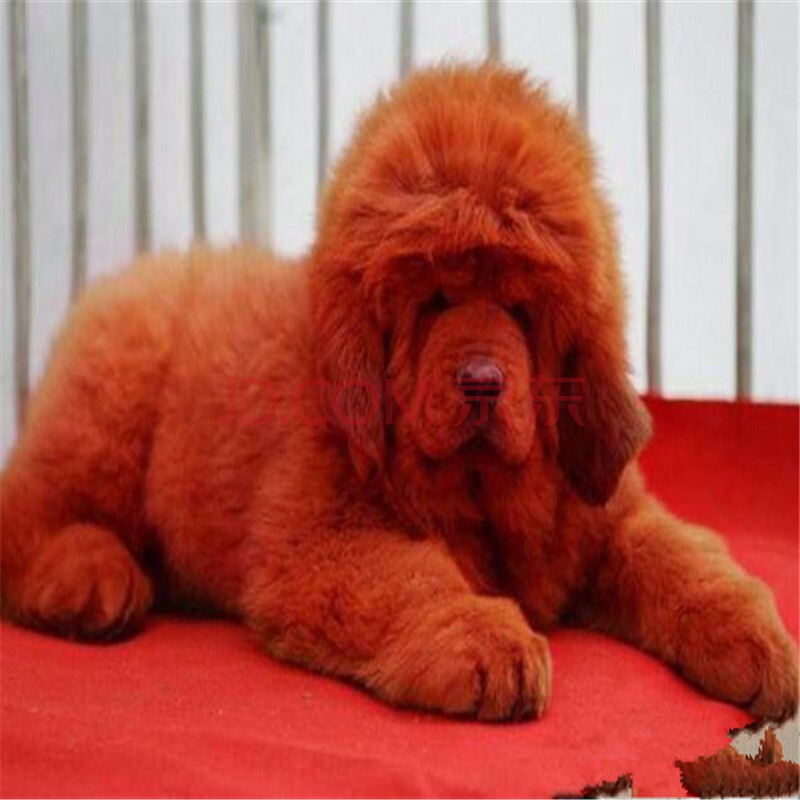 纯种巨型西藏獒犬出售藏獒幼犬小崽红色藏獒狮子头雪獒活体宠物狗公母