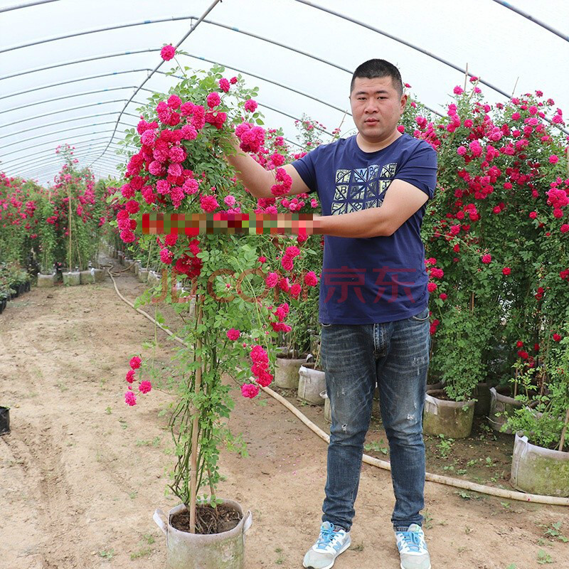 劲胜*木香花苗七里香盆栽爬藤植物浓香四季甜蜜红木香花苗蔷薇攀援
