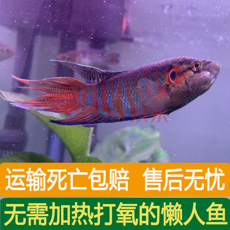 中國鬥魚冷水觀賞魚苗淡水普叉好養鬥魚活魚小型耐活金魚錦鯉活體 巨