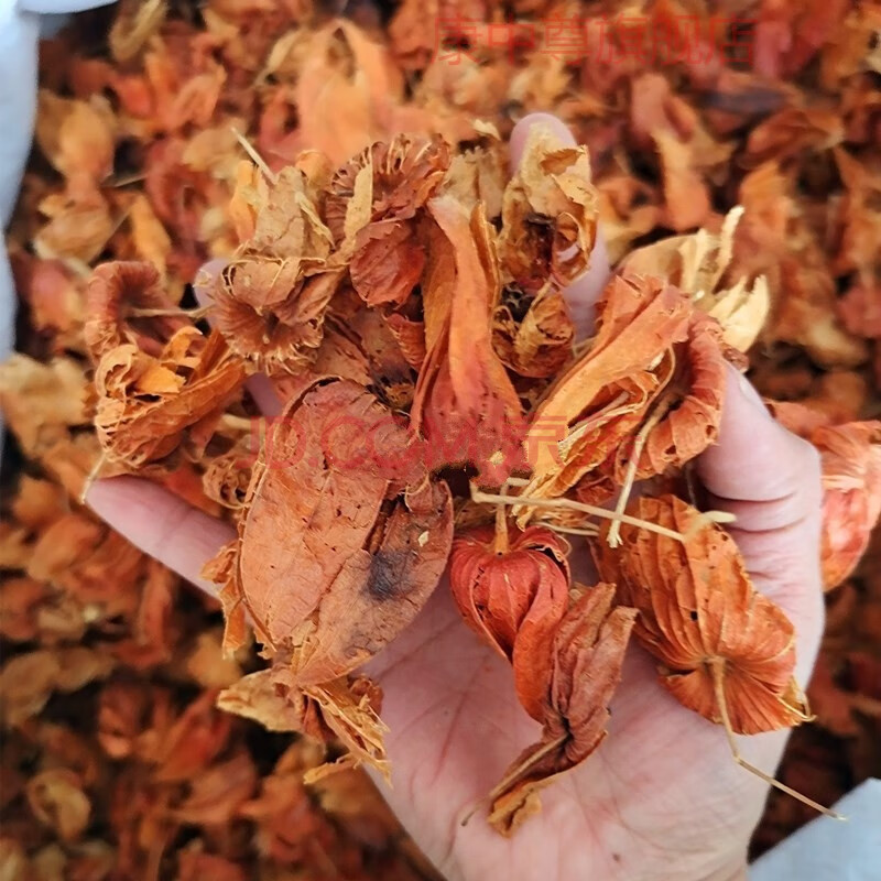 康中尊锦灯笼中药材天然野生红姑娘干皮山姑娘挂金灯笼草500克