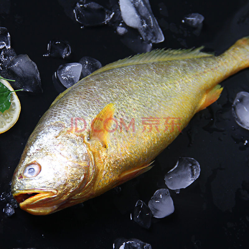 青島新鮮深海大黃魚黃花魚鮮活海魚冷凍冰鮮海鮮水產 米拉明德 大